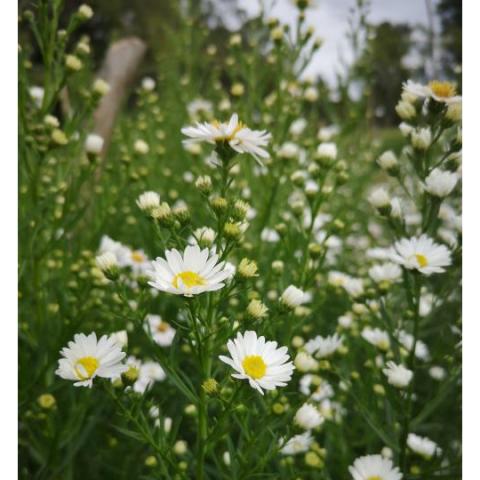 ASTER WHITE SUNSPRING