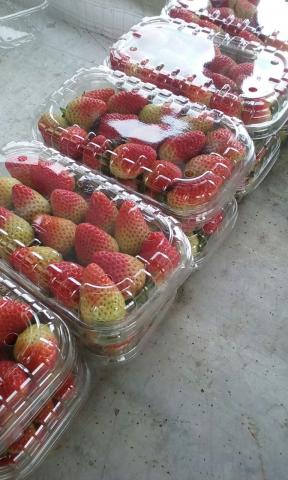 Fresh and Frozen Strawberry Image