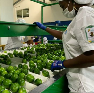 Tahiti Acid Lime Image