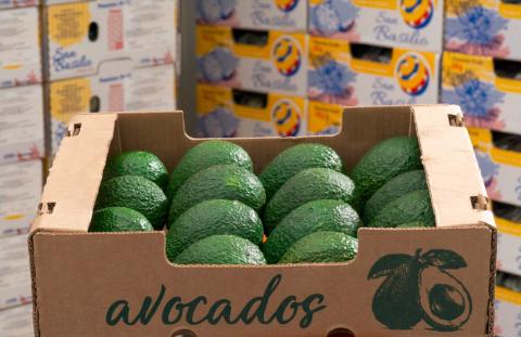 Fresh Hass Avocado Image