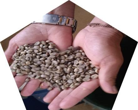 excellent green coffee Image