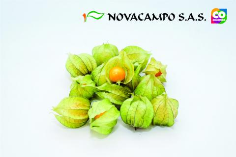 Physalis Image
