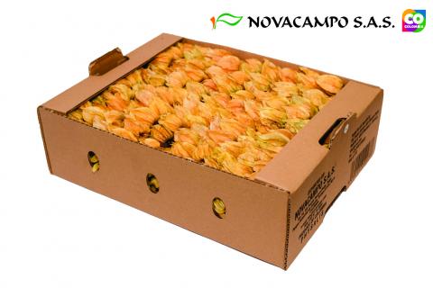Physalis Image