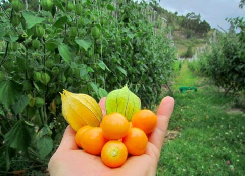 PHYSALIS BEEREN Image