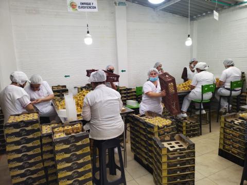 PHYSALIS BEEREN Image