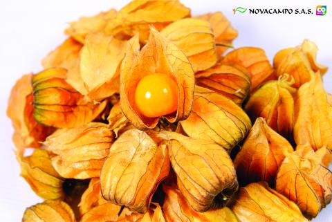 Physalis Image
