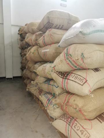 Green Coffee Bean - Standard and Specialty Image