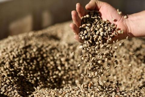 Green coffee of all colombian varieties Image