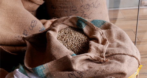 Green Coffee Beans Image