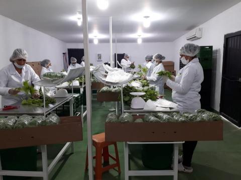 Fresh Basil and herbs Image