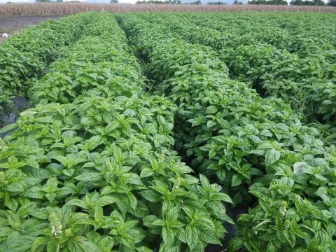 Fresh Basil and herbs Image
