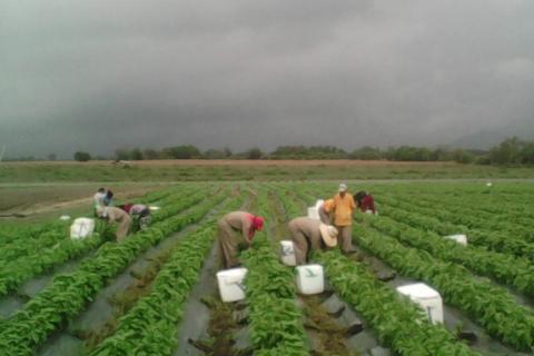 Fresh Basil and herbs Image