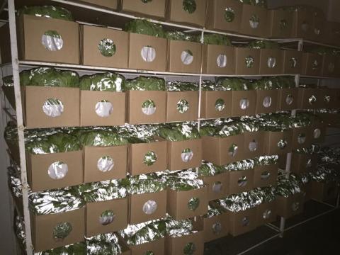 Fresh Basil and herbs Image