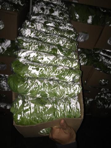 Fresh Basil and herbs Image