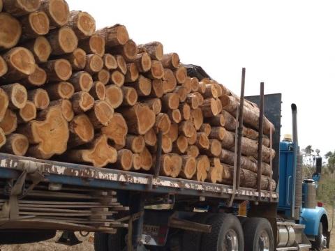 Products: - Round teak wood with bark, dimensioned in cm of circumference diameter (Rough wood) Image