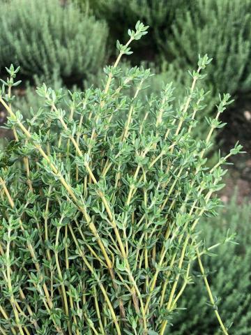 Thyme Image