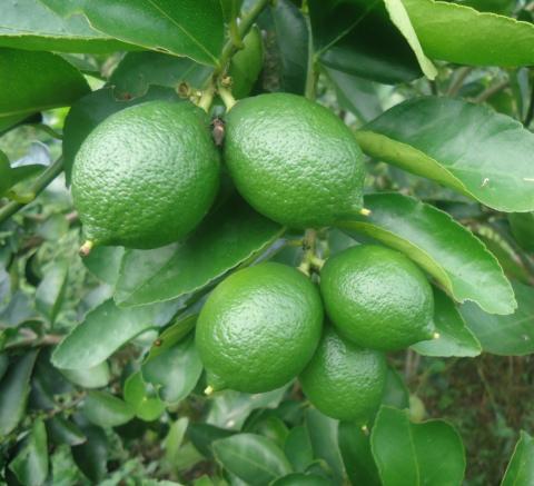 Organic Tahiti Lime Image