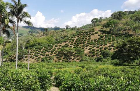 Organic Tahiti Lime Image