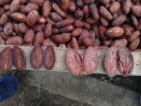 Cacao beans Image