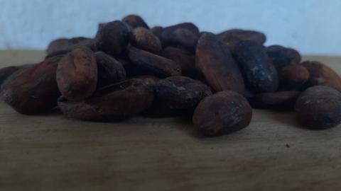 cocoa beans SARAVENA Image