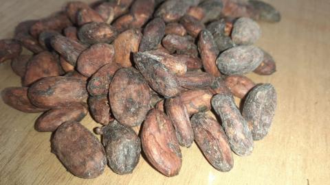 cocoa beans SARAVENA Image