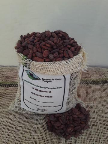 Cacao beans Image
