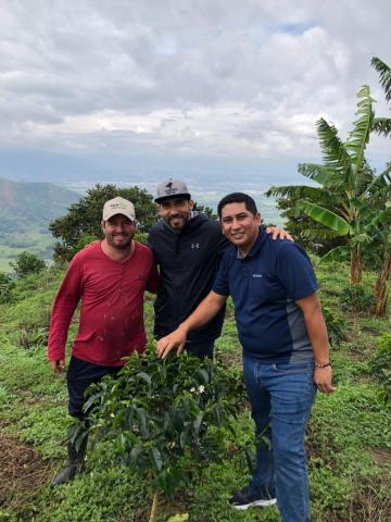 Green coffee beans Image