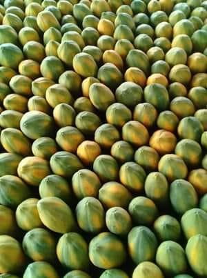 PAPAYA Image