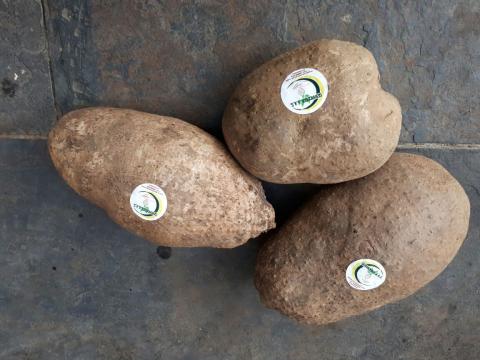 YAM Image