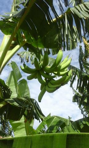 Harton Plantain Image