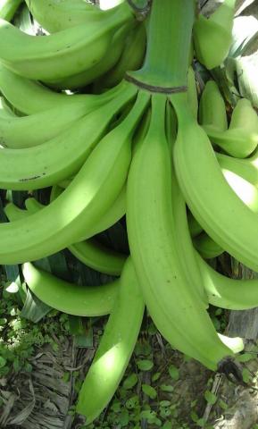 Harton Plantain Image