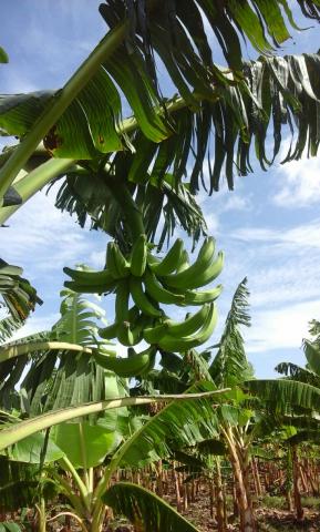 Harton Plantain Image