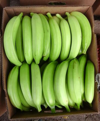 Harton Plantain Image