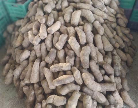 Yam Image
