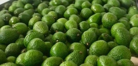 AVOCADO HASS Image