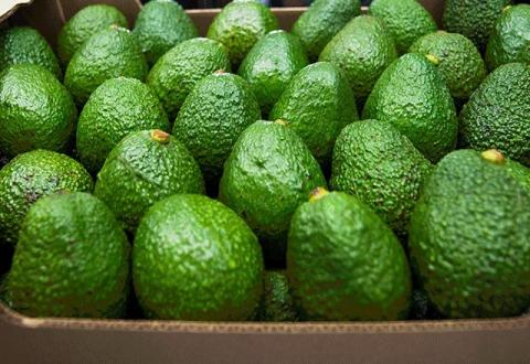 AVOCADO HASS Image