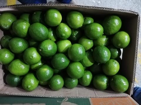 TAHITI LIME Image