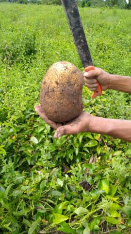 Yam Image