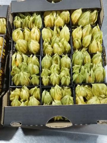 PHYSALIS BEEREN Image