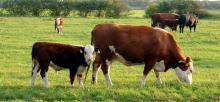 Animales vivos de la especie bovina, productos cárnicos, equinos