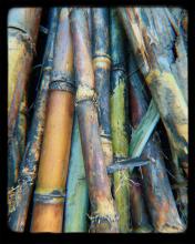 Panela/Sugar Cane Image
