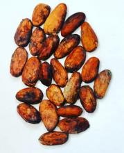 Fine Aroma Cocoa Beans Image