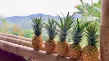MD2 Pineapple  Image