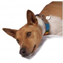 Artisan Maya dog collar Image