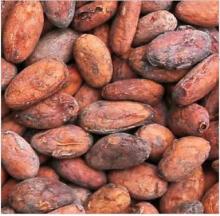 COCOA BEANS  Image