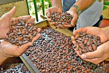 Cacao beans Origin Finca Santamaria Image