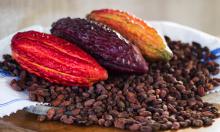 COCOA BEANS Image
