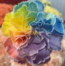 Carnations Image