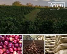 Specialty green and roasted coffee from the Colombian coffee region Image