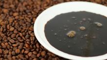 Coffee Extract Image